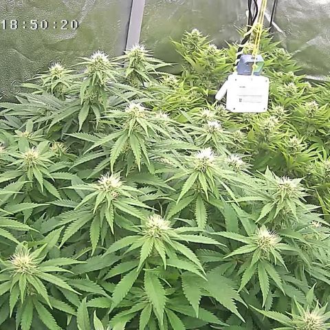 Alaskan Thunderfuck growlog timeline photo