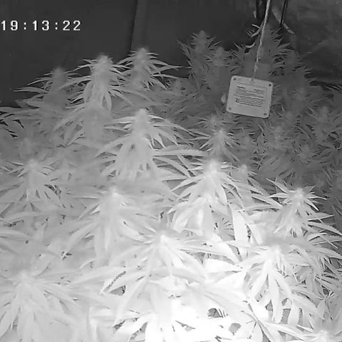 Alaskan Thunderfuck growlog timeline photo