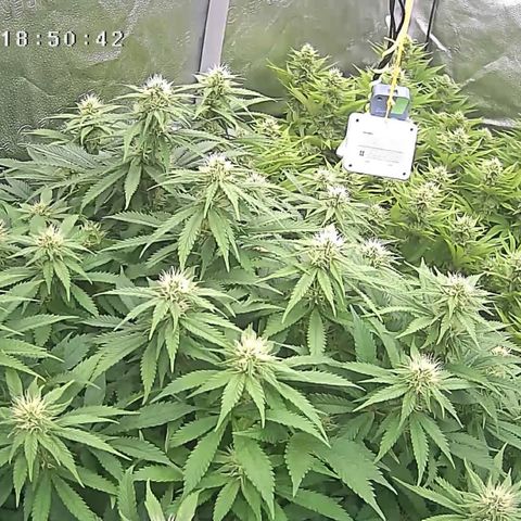 Alaskan Thunderfuck growlog timeline photo