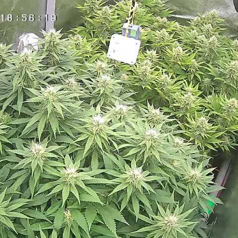 Alaskan Thunderfuck growlog timeline photo