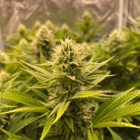OG Kush growlog timeline photo