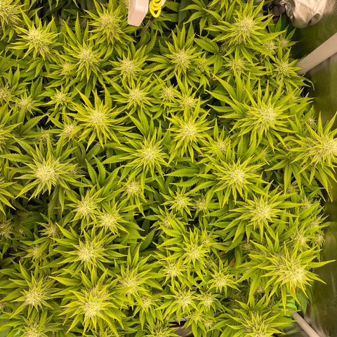 OG Kush growlog timeline photo