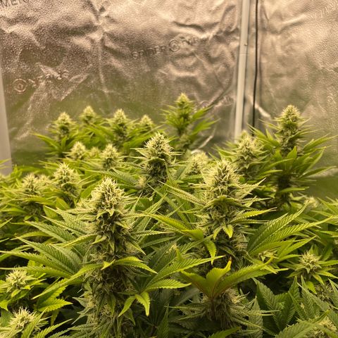 OG Kush growlog timeline photo