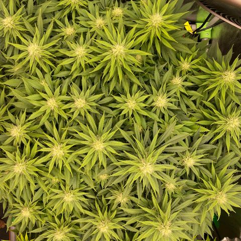 Alaskan Thunderfuck growlog timeline photo