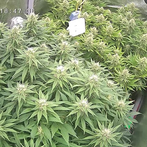 Alaskan Thunderfuck growlog timeline photo