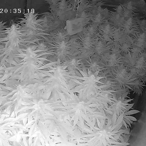 Alaskan Thunderfuck growlog timeline photo