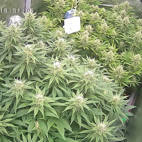Alaskan Thunderfuck growlog timeline photo
