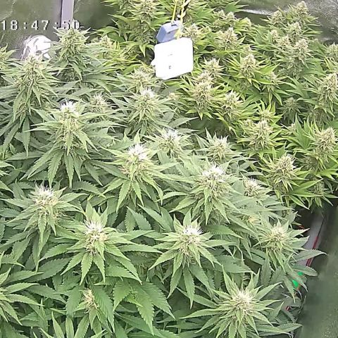 Alaskan Thunderfuck growlog timeline photo