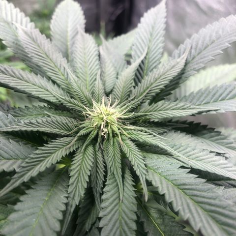Gelato growlog timeline photo