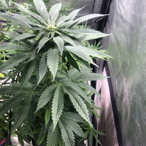 Gelato growlog timeline photo