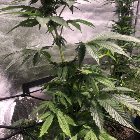 Gelato growlog photo: Rega c smart roots 
