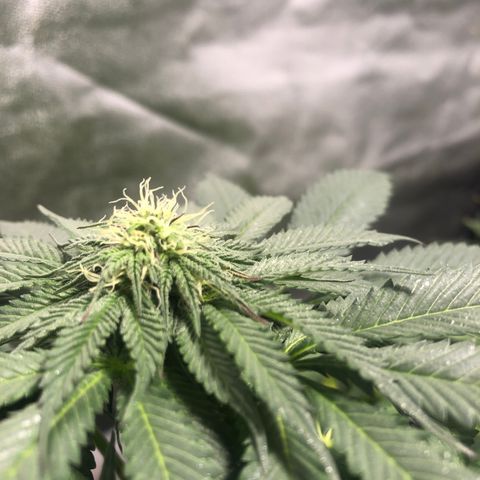 Gelato growlog photo: Rega c smart roots 