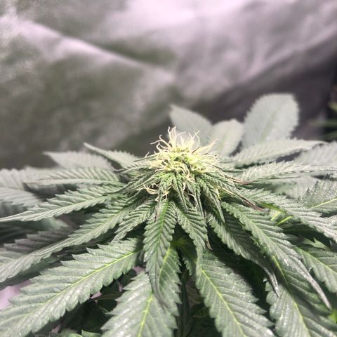 Gelato growlog photo: Rega c smart roots 