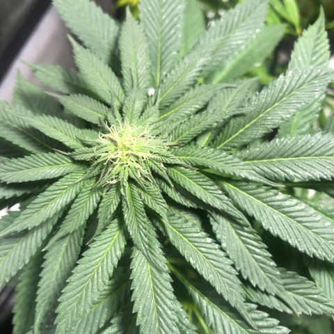 Gelato growlog photo: Rega c smart roots 