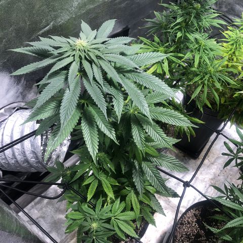 Gelato growlog photo: Rega c smart roots 
