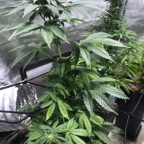 Gelato growlog photo: Rega c smart roots 