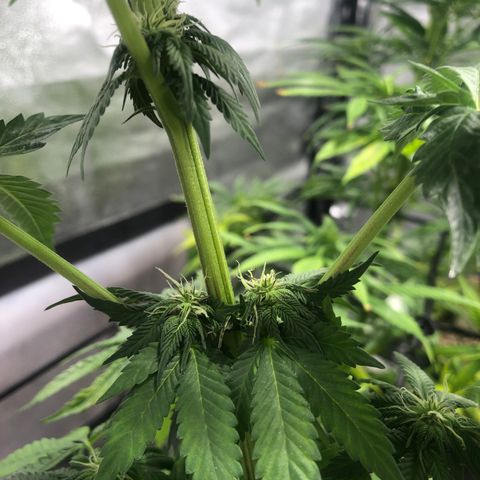Gelato growlog photo: Rega c smart roots 