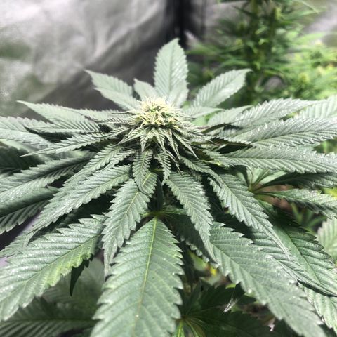 Gelato growlog timeline photo