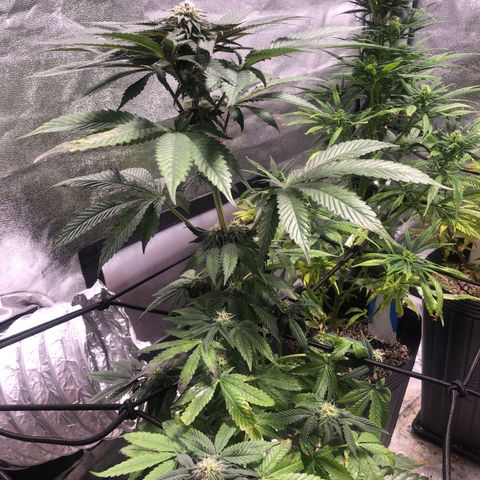 Gelato growlog timeline photo