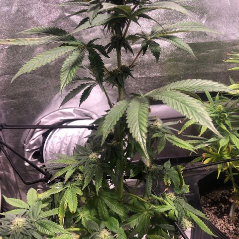 Gelato growlog timeline photo