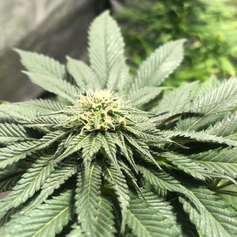 Gelato growlog timeline photo