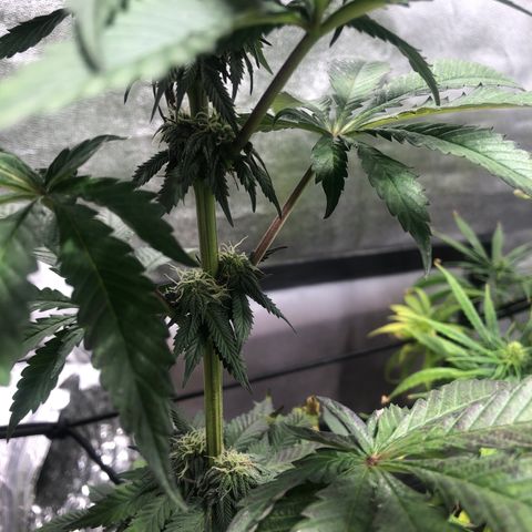 Gelato growlog timeline photo