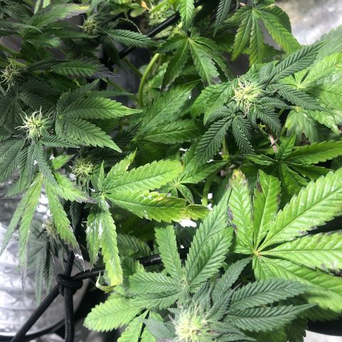 Gelato growlog timeline photo