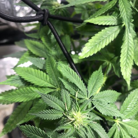 Gelato growlog photo: Rega c smart roots 
