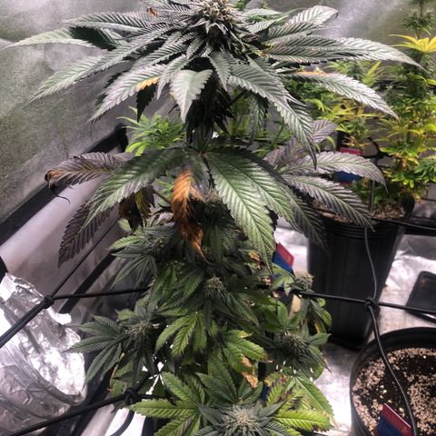 Gelato growlog timeline photo