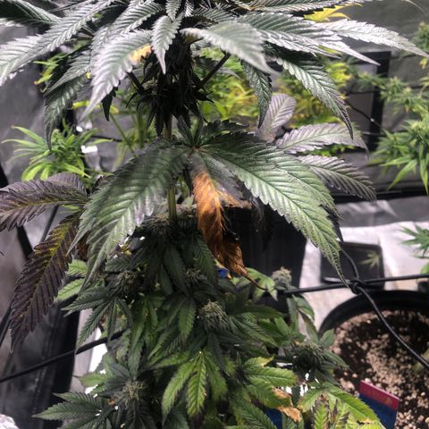 Gelato growlog timeline photo