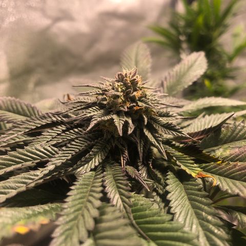 Gelato growlog timeline photo