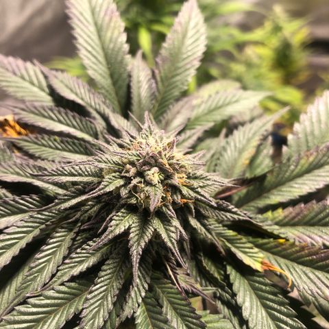 Gelato growlog timeline photo