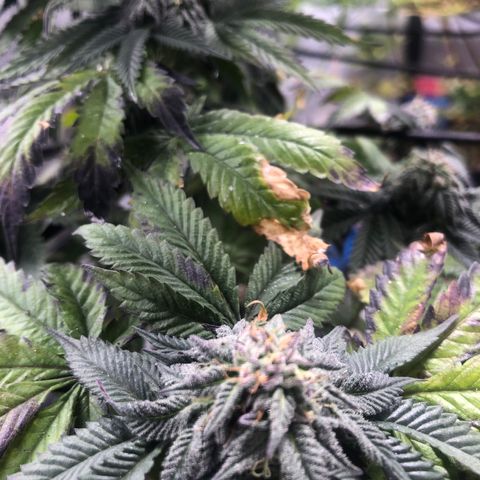 Gelato growlog timeline photo
