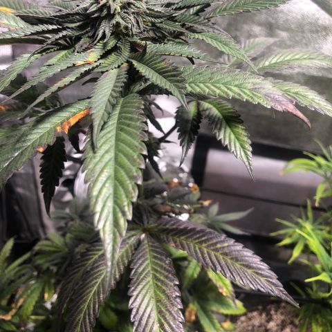 Gelato growlog timeline photo