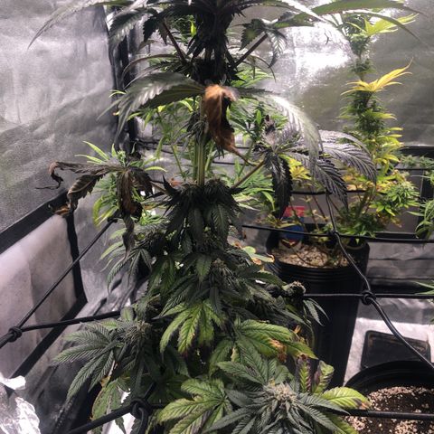 Gelato growlog timeline photo