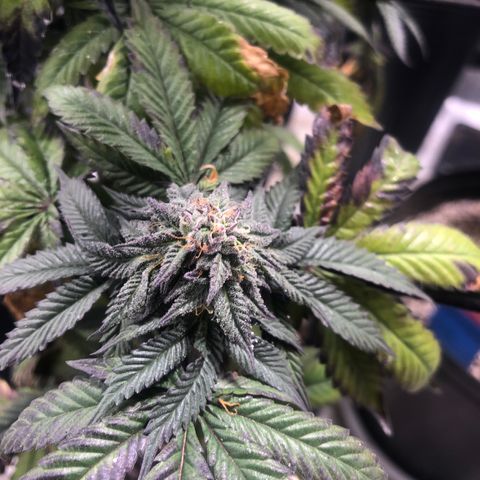 Gelato growlog timeline photo