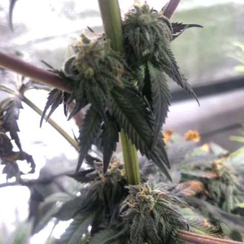 Gelato growlog timeline photo