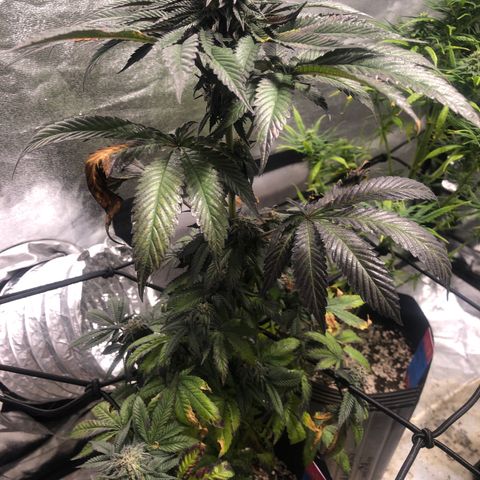 Gelato growlog timeline photo