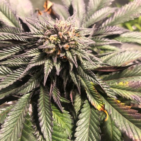 Gelato growlog timeline photo