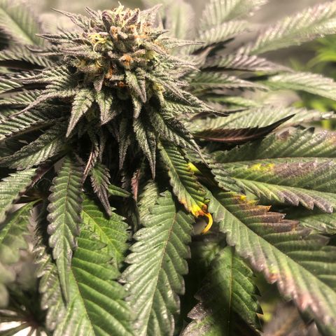 Gelato growlog timeline photo