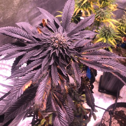Gelato growlog timeline photo
