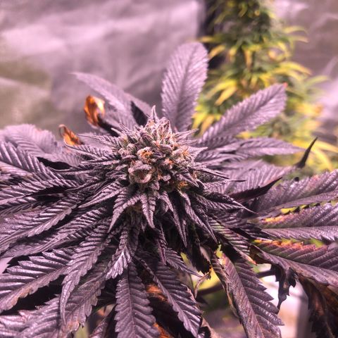 Gelato growlog timeline photo