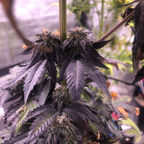 Gelato growlog timeline photo