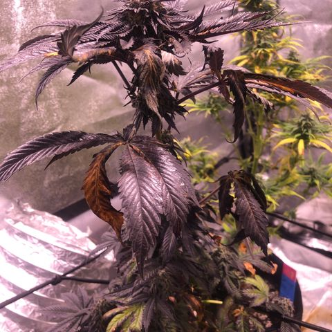 Gelato growlog timeline photo