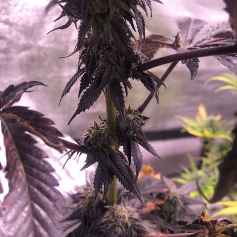 Gelato growlog timeline photo