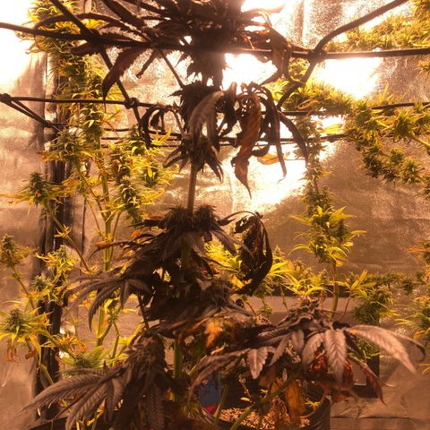 Gelato growlog timeline photo