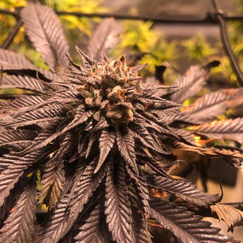 Gelato growlog timeline photo
