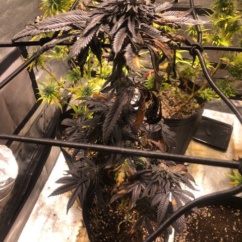 Gelato growlog timeline photo