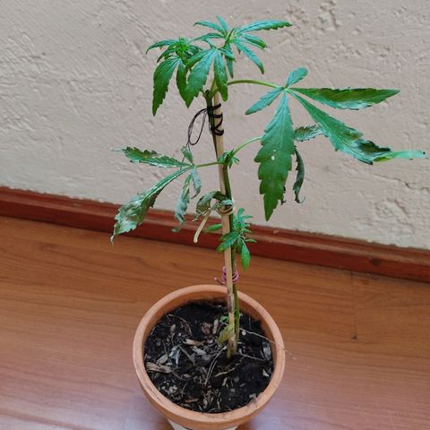 Maria Joaquina growlog timeline photo