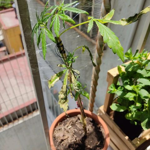 Maria Joaquina growlog photo: 26°C poco nublado, regada. 

Muestra hojas con manchas amarillas. Lo demás se ve sana.